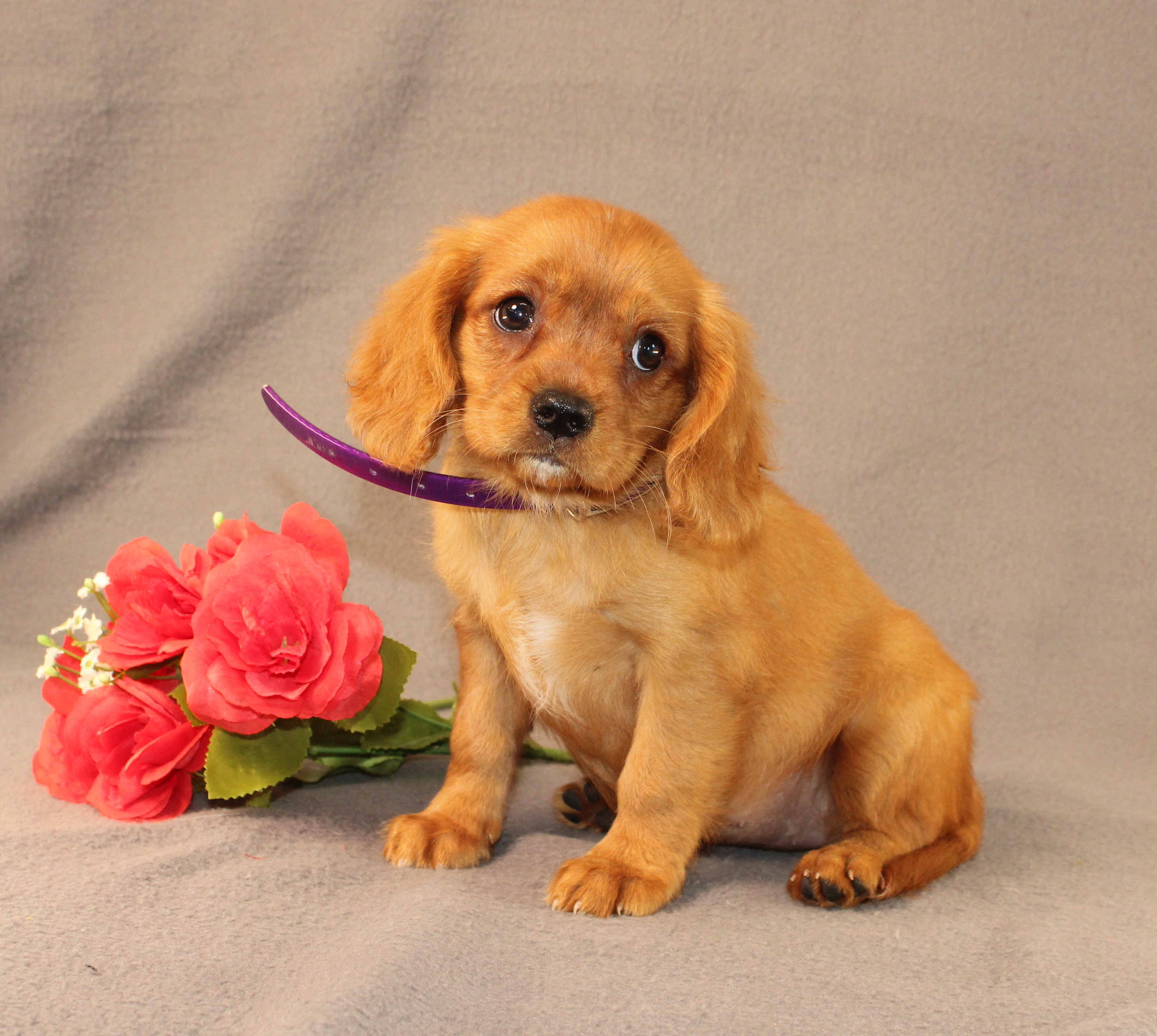 puppy, for, sale, Miniature Golden Retriever, Ivan J. Stoltzfus, dog, breeder, Dornsife, PA, dog-breeder, puppy-for-sale, forsale, nearby, find, puppyfind, locator, puppylocator, aca